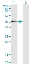 MAPK8 / JNK1 Antibody (clone 3F7)