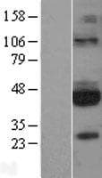 GFRA3 Protein (Over-Expression Lysate Myc-DDK (Flag))