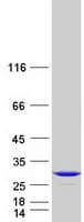 Human PCTP Protein (Recombinant Myc-DDK (Flag))