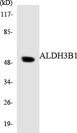 ALDH3B1 Antibody (aa42-91)