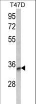 TSPAN12 Antibody (aa232-259)