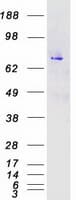 Human MAPK7 / ERK5 Protein (Recombinant Myc-DDK (Flag))