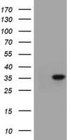 JUN / c-Jun Antibody (clone OTI8A6, Carrier-free)