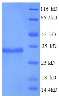 Mouse APOE / Apolipoprotein E (Recombinant 6His, N-terminus)