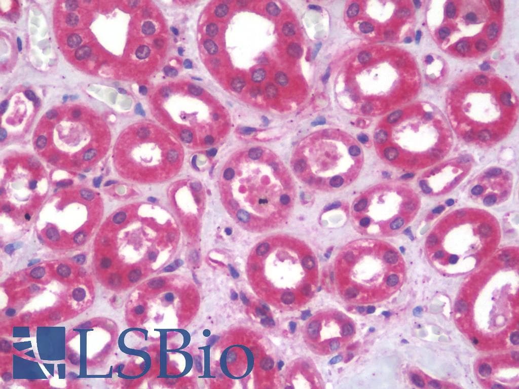 IHC-plus™ KCNG2 Antibody (aa321-370)