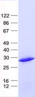 Human SMCO1 Protein (Recombinant His, N-Terminal)