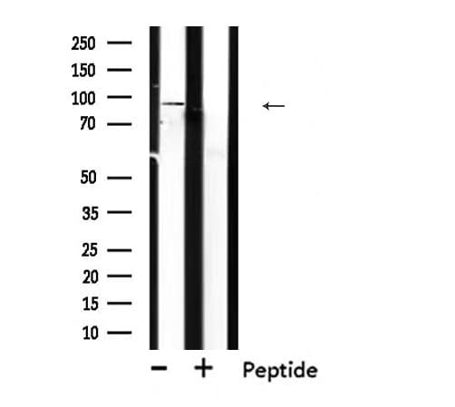 TLR1 Antibody