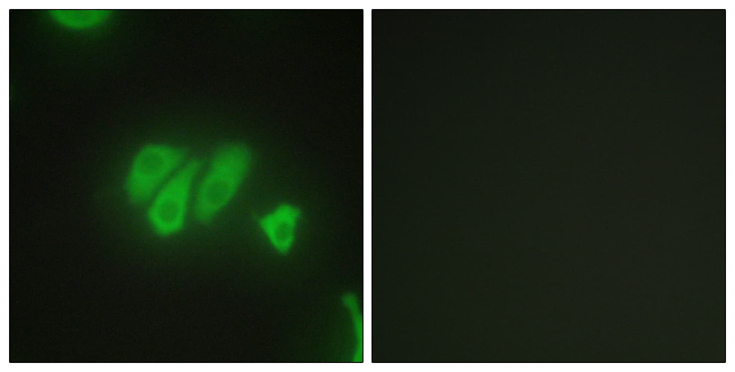 PDZD2 Antibody (aa51-100)