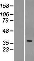 POPDC3 Protein (Over-Expression Lysate Myc-DDK (Flag))