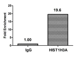 HIST1H3A Antibody