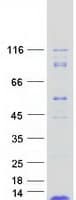Human ROMO1 Protein (Recombinant Myc-DDK (Flag))