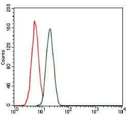 Monoclonal Mouse anti-Human TNNT2 / CTNT Antibody (clone 1G1, WB)