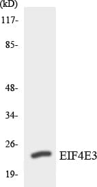 EIF4E3 Antibody (aa128-177)