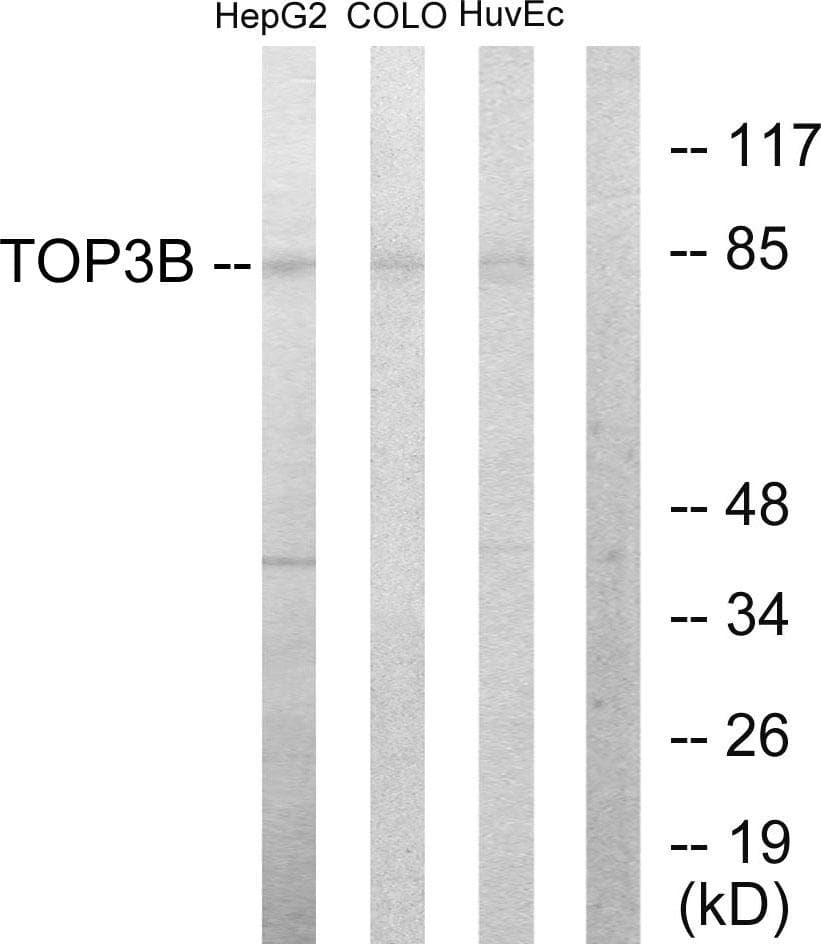 TOP3B Antibody
