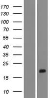 Human STUM Protein (Over-Expression Lysate Myc-DDK (Flag))