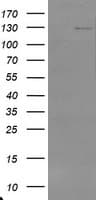 USP36 Antibody (clone OTI7G3)
