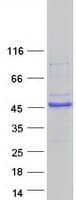 Human E2F5 Protein (Recombinant Myc-DDK (Flag))