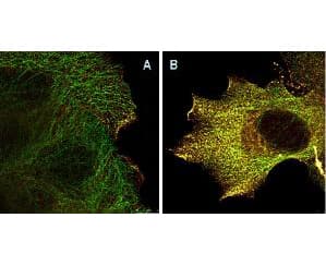 AKT1 Antibody (phospho-Ser473, clone 17F6.B11)
