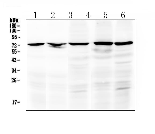 RAF1 / RAF Antibody