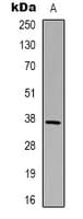 Polyclonal Rabbit anti-Human GAPDH Antibody (IHC, WB)