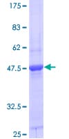 Human TSC22D1 / TSC22 Protein (Recombinant GST)