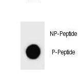 c-Kit / CD117 Antibody (phospho-Ser746)