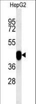 Polyclonal Rabbit anti-Human PON2 Antibody (aa74-101, IHC, IF, WB)