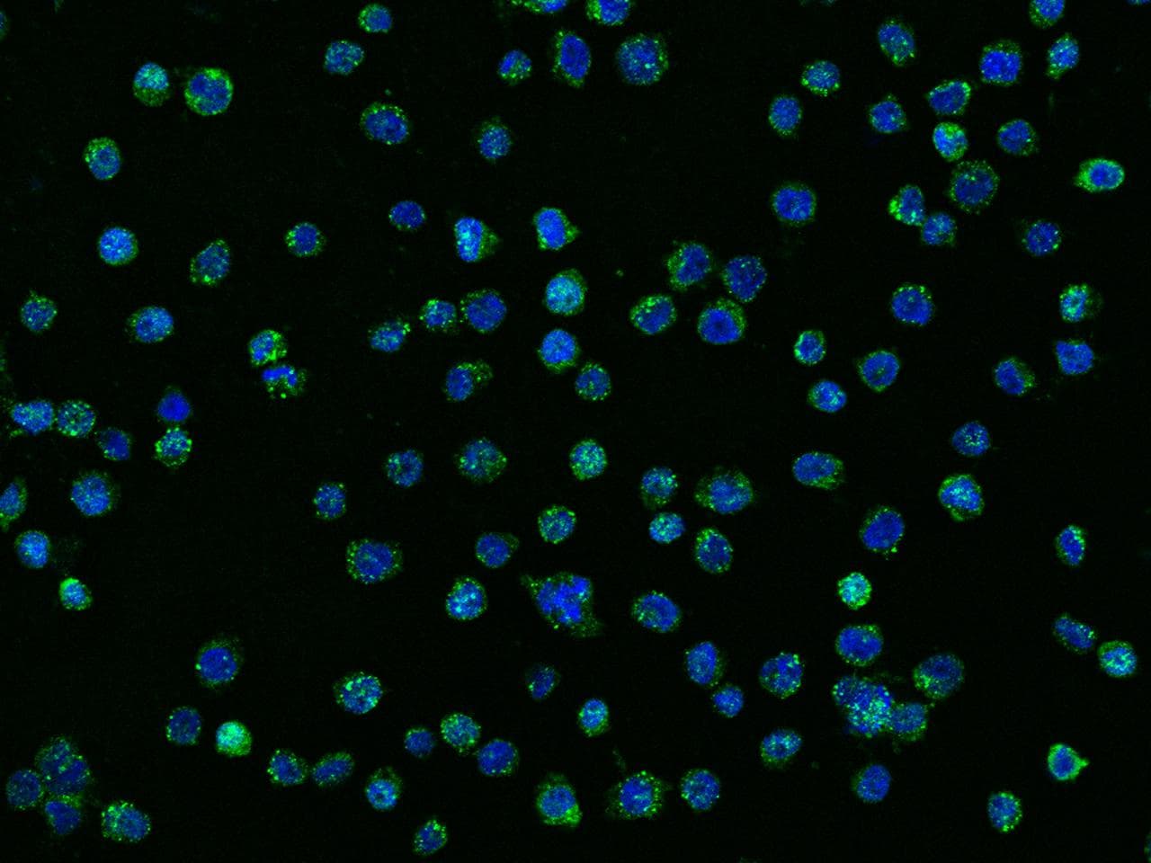Polyclonal Rabbit anti-Human NALP3 / NLRP3 Antibody (Preservative Free, IF)