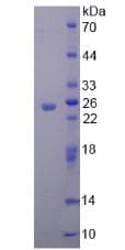 Human PIDD1 Protein (Recombinant His-T7)