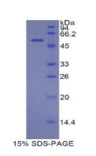 Mouse SLC3A2 / CD98 Heavy Chain Protein (Recombinant His-GST)