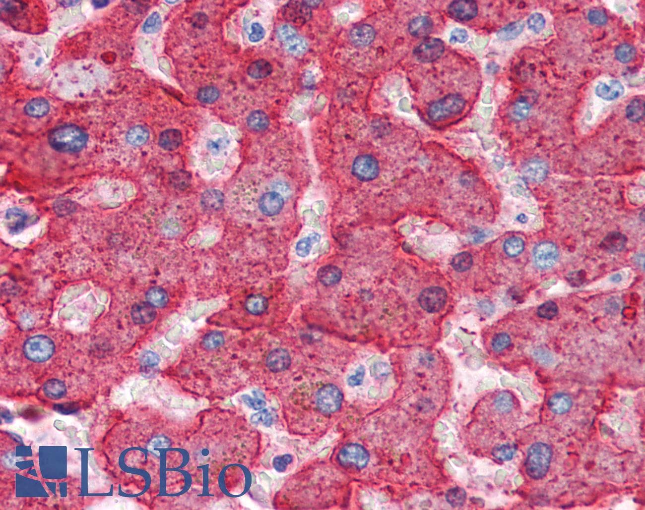 IHC-plus™ Polyclonal Goat anti-Human APOH / Apolipoprotein H Antibody (IHC)