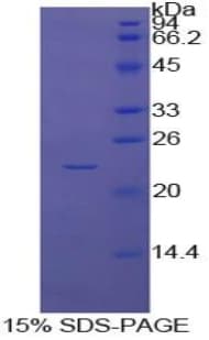 Bovine CASP4 / Caspase 4 Protein (Recombinant His)