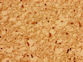 WDPCP / FRITZ Antibody