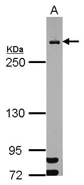 MDC1 Antibody