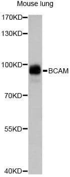 Polyclonal Rabbit anti-Human BCAM / CD239 Antibody (WB)