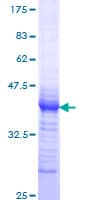 Human ZIF268 / EGR1 Protein (Recombinant GST, N-terminus)