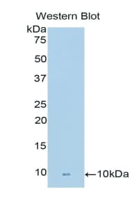 FNDC5 / Irisin Antibody (aa77-144, APC)