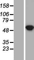 Human ASL / Argininosuccinate Lyase Protein (Over-Expression Lysate Myc-DDK (Flag))