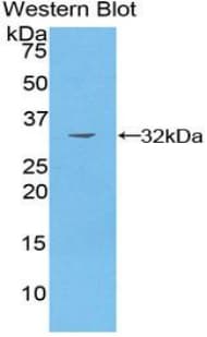 PAK4 Antibody (aa299-542)