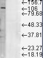 LAMP1 / CD107a Antibody (clone LY1C6)