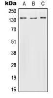 Polyclonal Rabbit anti-Human CNTN2 / TAX Antibody (N-Terminus, WB)