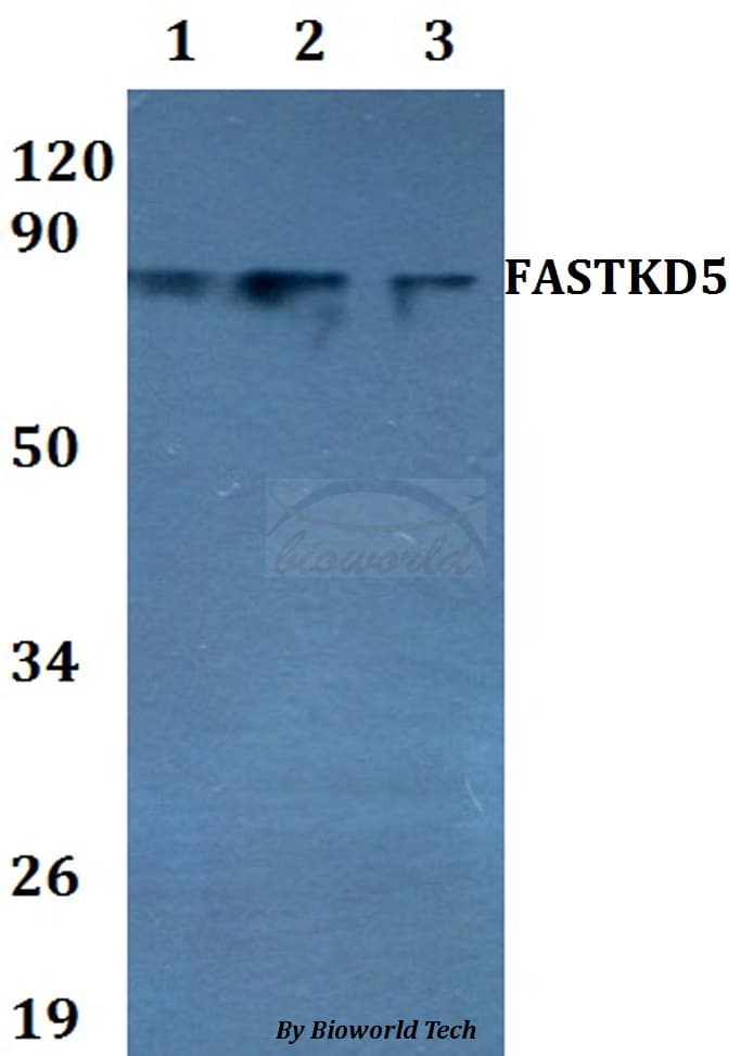 FASTKD5 Antibody