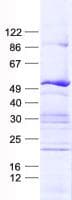 Human TAF1A Protein (Recombinant His, N-Terminal)