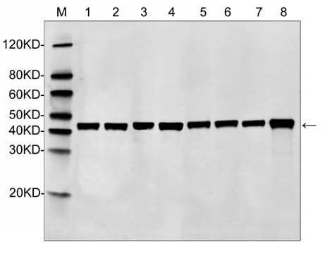 ACTB / Beta Actin Antibody (clone 79E2D7)