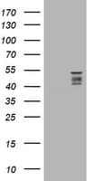 SYT4 Antibody (clone OTI2B8)
