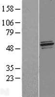 NFS1 Protein (Over-Expression Lysate Myc-DDK (Flag))