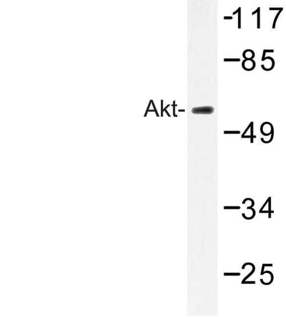 AKT1 + AKT2 + AKT3 Antibody (Ala444)