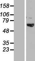 Human TBC1D3B Protein (Over-Expression Lysate Myc-DDK (Flag))