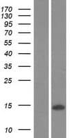 CCL8 / MCP2 Protein (Over-Expression Lysate Myc-DDK (Flag))