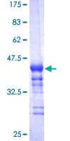 Human NFE2L2 / NRF2 Protein (Recombinant GST, N-terminus)